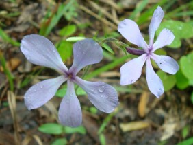 Phlox divaricata