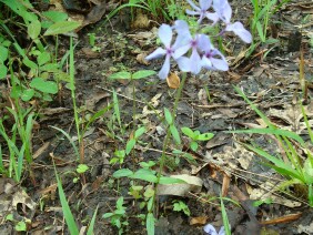 Phlox divaricata