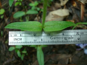 Phlox divaricata