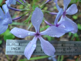 Phlox divaricata