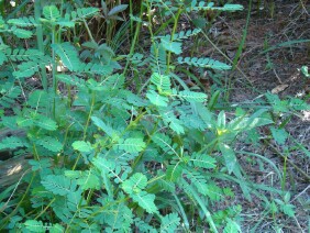 Phyllanthus urinaria Chamber Bitter