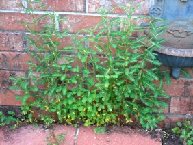 Phyllanthus urinaria Chamber Bitter