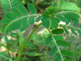 Phyllanthus urinaria Chamber Bitter