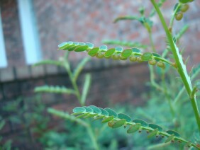 Phyllanthus urinaria Chamber Bitter