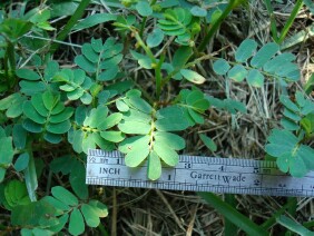 Phyllanthus urinaria Chamber Bitter