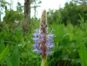 Pontederia cordata Pickerelweed