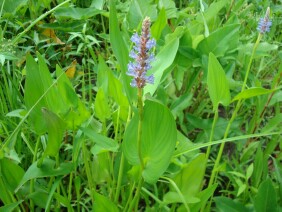 Pontederia cordata Pickerelweed