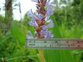 Pontederia cordata Pickerelweed