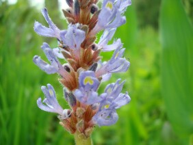 Pontederia cordata Pickerelweed