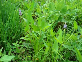 Pontederia cordata Pickerelweed