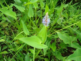 Pontederia cordata Pickerelweed