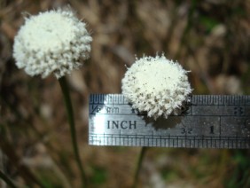 Eriocaulon compressum Pipewort Hatpin