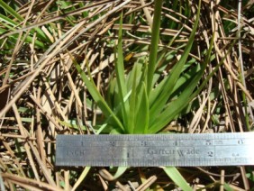 Eriocaulon compressum Pipewort Hatpin