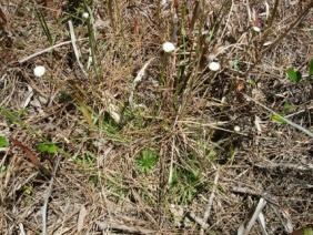 Eriocaulon compressum Pipewort Hatpin