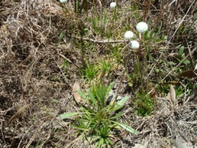 Eriocaulon compressum Pipewort Hatpin