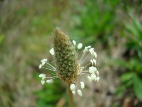 Plantago lanceolata Narrowleaf Plantain