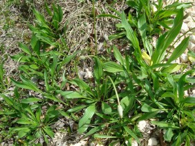 Plantago lanceolata Narrowleaf Plantain