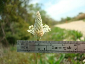 Plantago lanceolata Narrowleaf Plantain