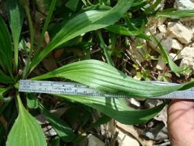 Plantago lanceolata Narrowleaf Plantain