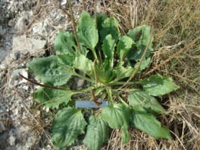 Plantago major Common Plantain