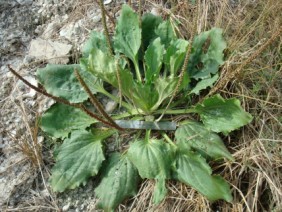 Plantago major Common Plantain