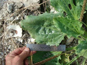 Plantago major Common Plantain