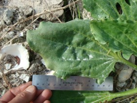 Plantago major Common Plantain