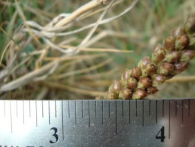 Plantago major Common Plantain