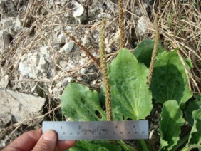 Plantago major Common Plantain