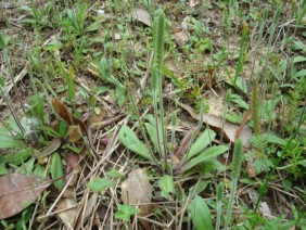 Plantago virginica Plantain