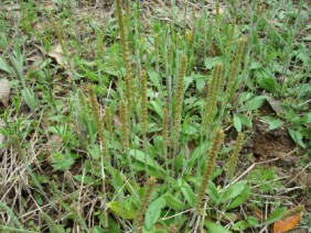 Plantago virginica Plantain