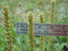 Plantago virginica Plantain