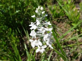 Platanthera nivea Snowy Orchid