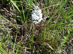 Platanthera nivea Snowy Orchid