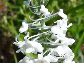 Platanthera nivea Snowy Orchid