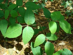 Toxicodendron radicans Eastern Poison Ivy