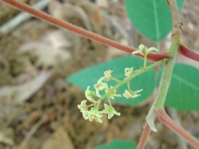 Toxicodendron radicans Eastern Poison Ivy