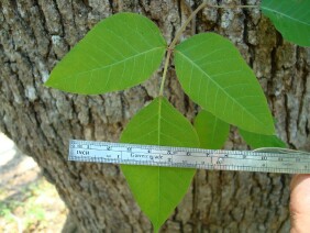 Toxicodendron radicans Eastern Poison Ivy