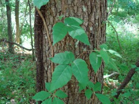 Toxicodendron radicans Eastern Poison Ivy