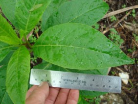 Phytolacca americana Pokeweed