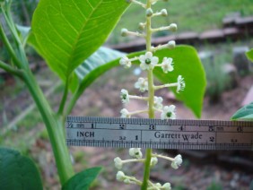 Phytolacca americana Pokeweed