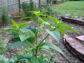 Phytolacca americana Pokeweed