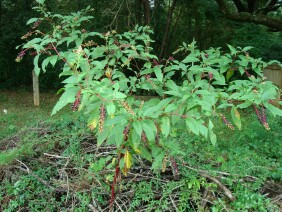 Phytolacca americana Pokeweed