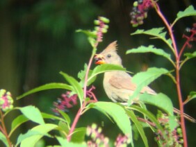 Phytolacca americana Pokeweed Northern Cardinal