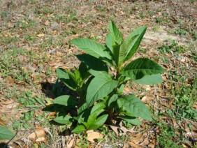 Phytolacca americana Pokeweed