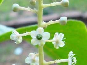 Phytolacca americana Pokeweed