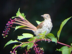 Phytolacca americana Pokeweed Brown Thrasher