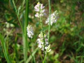 Polygala chapmanii Chapman's Milkwort