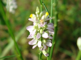 Polygala chapmanii Chapman's Milkwort