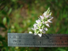 Polygala chapmanii Chapman's Milkwort